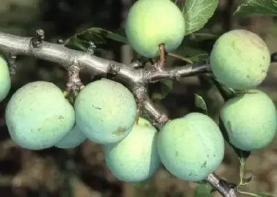 Prunus domestica 'Cambridge Gage' (GAGE)