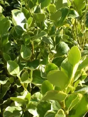 GRISELINIA littoralis 'Variegata'