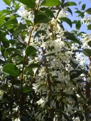 OSMANTHUS x burkwoodii - image 2