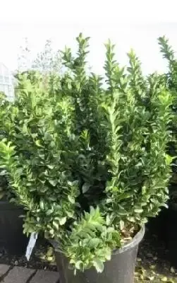 EUONYMUS japonicus 'Green Rocket'