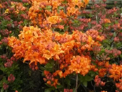 AZALEA 'Gibraltar'