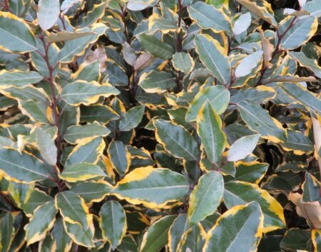 ELAEAGNUS x ebbingei 'Viveleg'