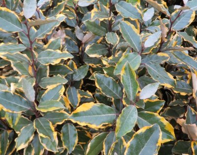 ELAEAGNUS x ebbingei 'Viveleg'