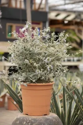 TEUCRIUM fruticans - image 3