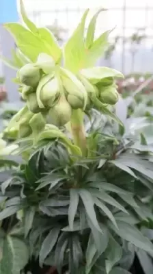 HELLEBORUS foetidus 'Wester Flisk'