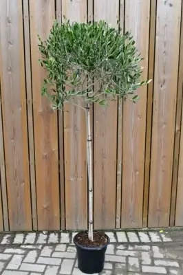 OLEA europaea Half Standard