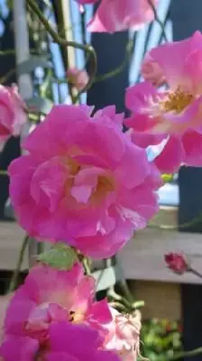 ROSA banksiae 'Rosea' - image 1