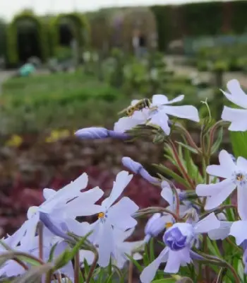 PHLOX subulata 'Emerald Cushion'