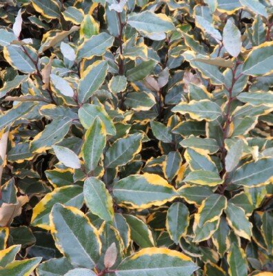 ELAEAGNUS x ebbingei 'Viveleg'