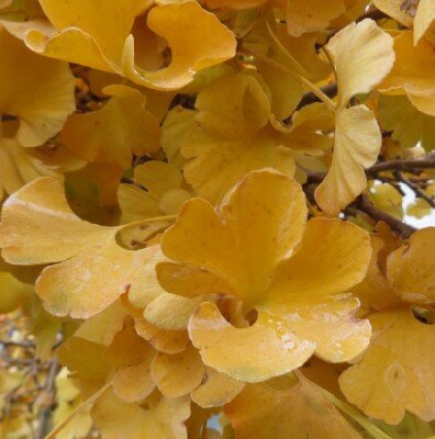 GINKGO biloba 'Mariken' - image 3