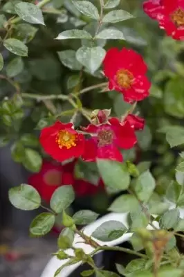 ROSA 'Suffolk'