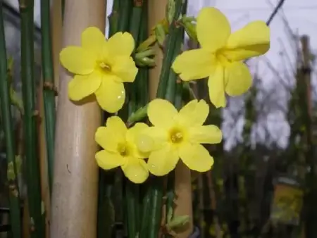 JASMINUM nudiflorum