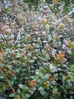 UGNI molinae
