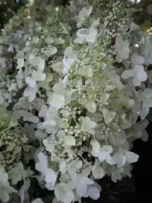 HYDRANGEA paniculata 'Pinky Winky' - image 2