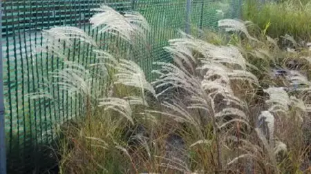 MISCANTHUS sinensis 'Kleine Fontane' - image 1