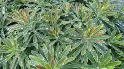 EUPHORBIA x martini 'Ascot Rainbow' - image 1