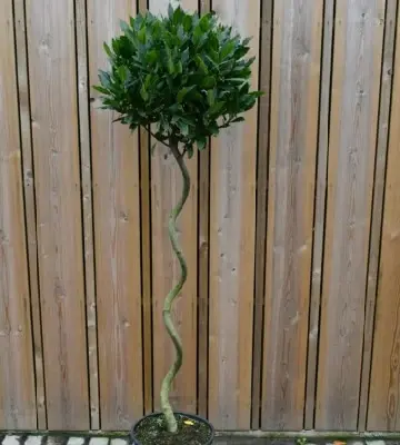 LAURUS nobilis Spiral Stem