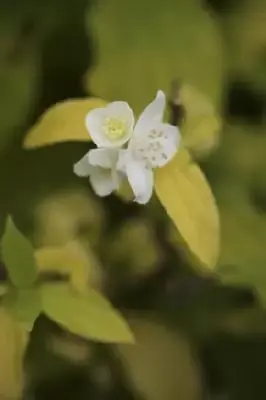 PHILADELPHUS coronarius 'Aureus'