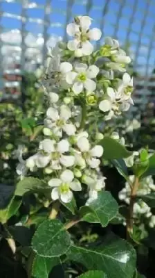 ESCALLONIA 'Iveyi'