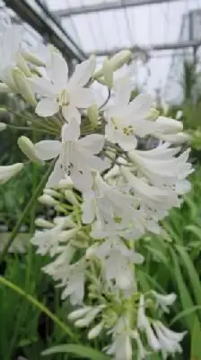 AGAPANTHUS africanus 'Albus' - image 1