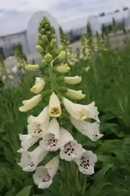 DIGITALIS purpurea 'Dalmatian White'