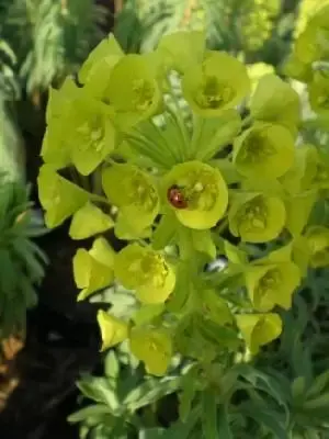 EUPHORBIA characias wulfenii