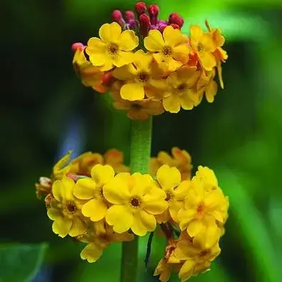 PRIMULA bulleyana