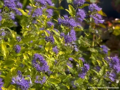CARYOPTERIS clandonensis 'Sunny Blue' - image 3