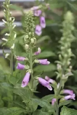 DIGITALIS purpurea 'Dalmatian Rose'