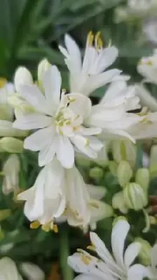 AGAPANTHUS 'Double Diamond' - image 4