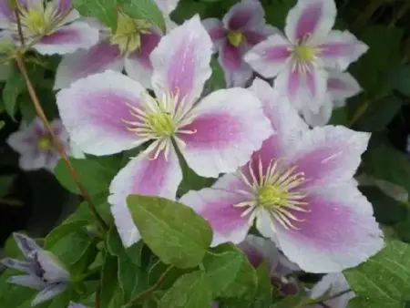 CLEMATIS 'Piilu'