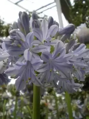 AGAPANTHUS 'Glen Avon' - image 1