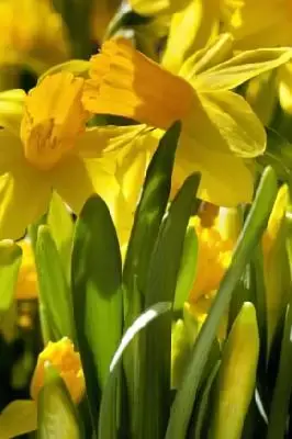 Narcissus 'Tete-a-Tete'