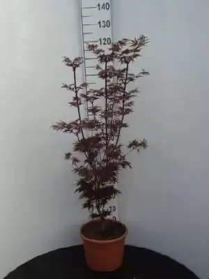 ACER palmatum 'Pixie' - image 1