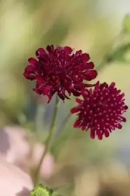 KNAUTIA macedonica 'Red Knight'