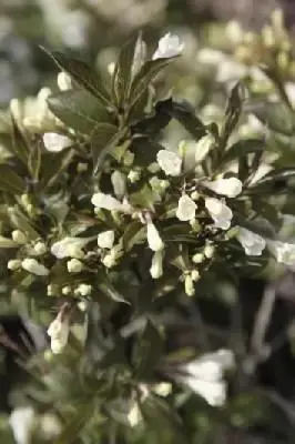 WEIGELA 'Black & White'