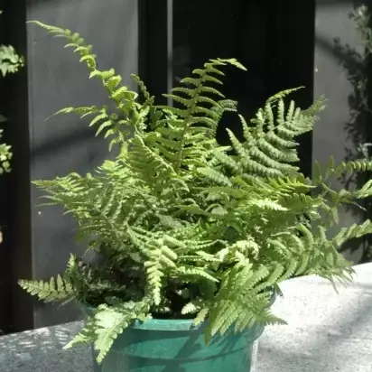 DRYOPTERIS affinis