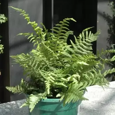 DRYOPTERIS affinis