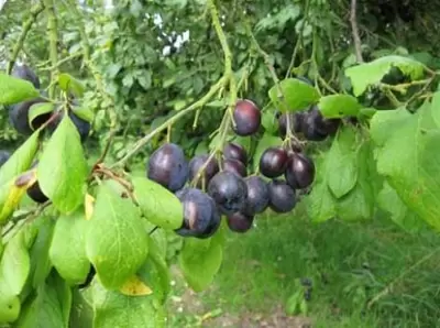 Prunus insititia 'Merryweather' (Damson)