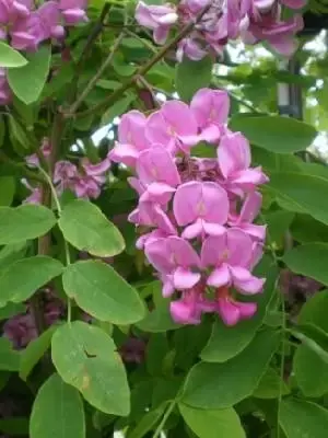 ROBINIA pseudoacacia 'Pink Cascade'