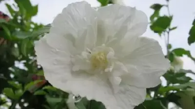 HIBISCUS syriacus 'White Chiffon'