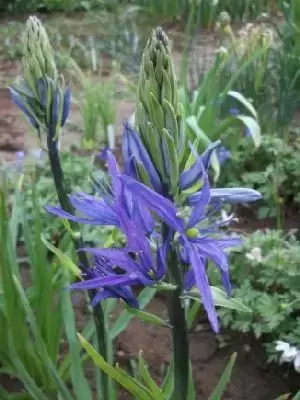 CAMASSIA leichtlinii 'Caerulea'