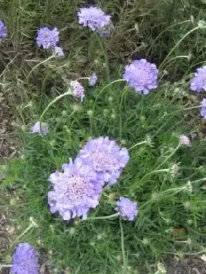 SCABIOSA 'Butterfly Blue'