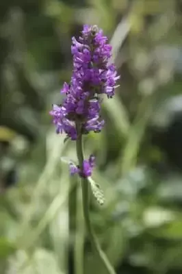 BETONICA officinalis 'Hummelo'