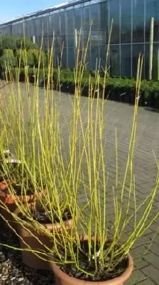 CORNUS sericea 'Flaviramea'