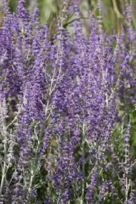 SALVIA 'Little Spire'