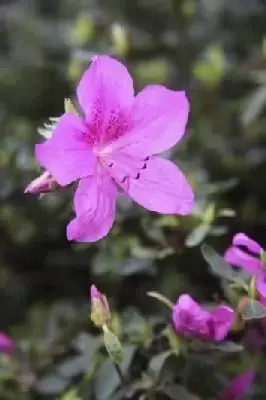 AZALEA 'Purple Splendour' - image 2