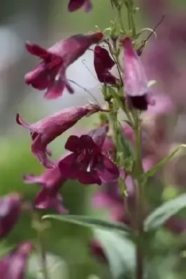 PENSTEMON 'Pensham Plum Jerkum'