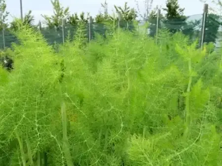 Foeniculum vulgare (FENNEL GREEN)