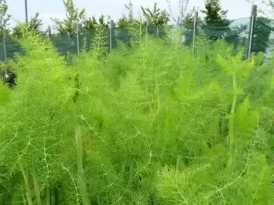 Foeniculum vulgare (FENNEL GREEN)